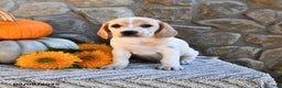 Mixed Breed dogs for sale: Atticus - Ad 4