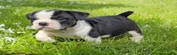Mixed Breed dogs for sale: Blue Merle Tri-color - Ad 12