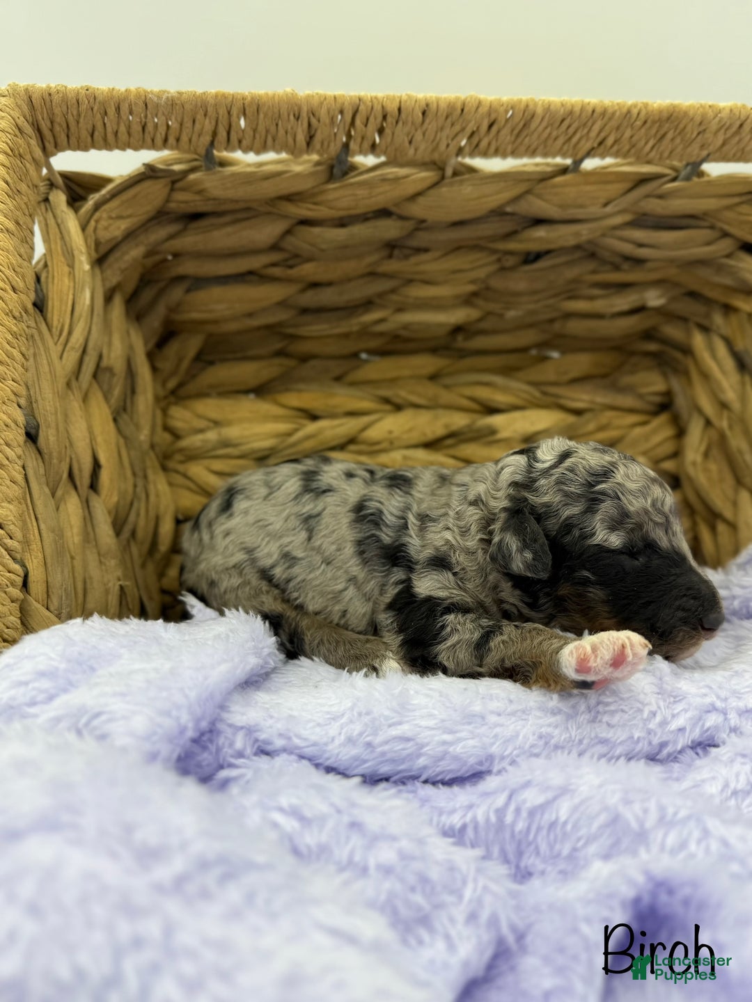 Standard Poodle dogs for sale: Birch - Ad 16