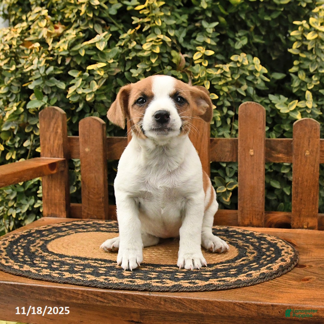 Mixed Breed dogs for sale: Rinty - Ad 2