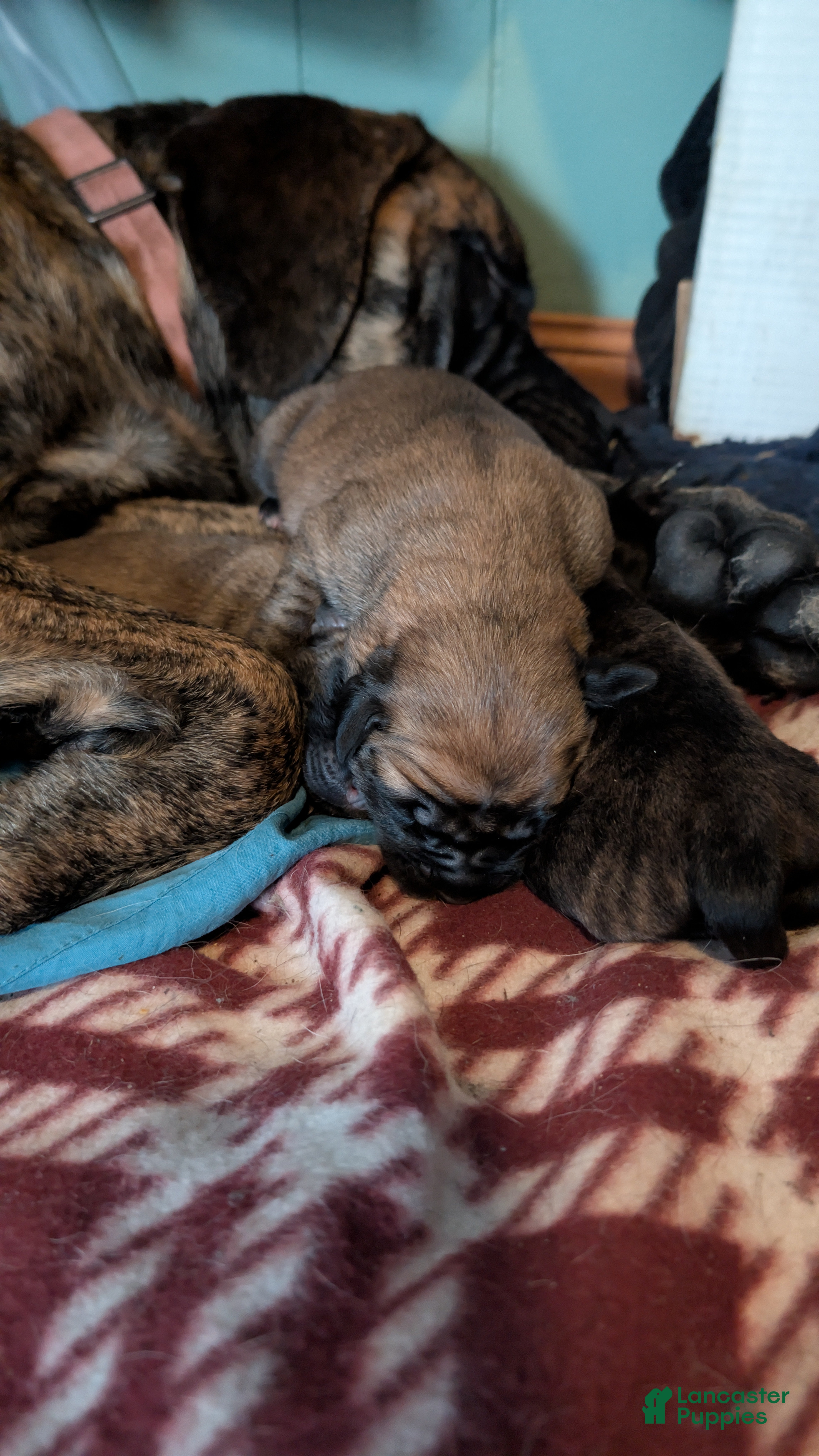 English Mastiff dogs English Mastiff Puppy 4 - Ad 13