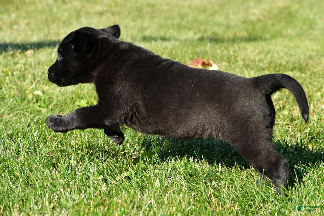 Labrador Retriever dogs for sale: Lexi - Ad 2