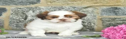 Shih Tzu dogs for sale: Harper  - Ad 4