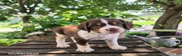 English Springer Spaniel dogs for sale: Ember - Ad 5