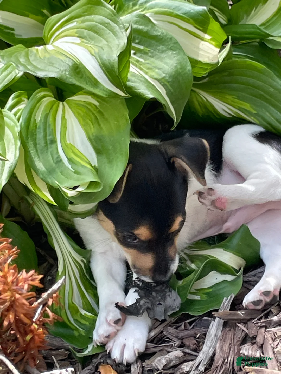 Jack Chi dogs for sale: Jack Chi Puppy 1 - Ad 2