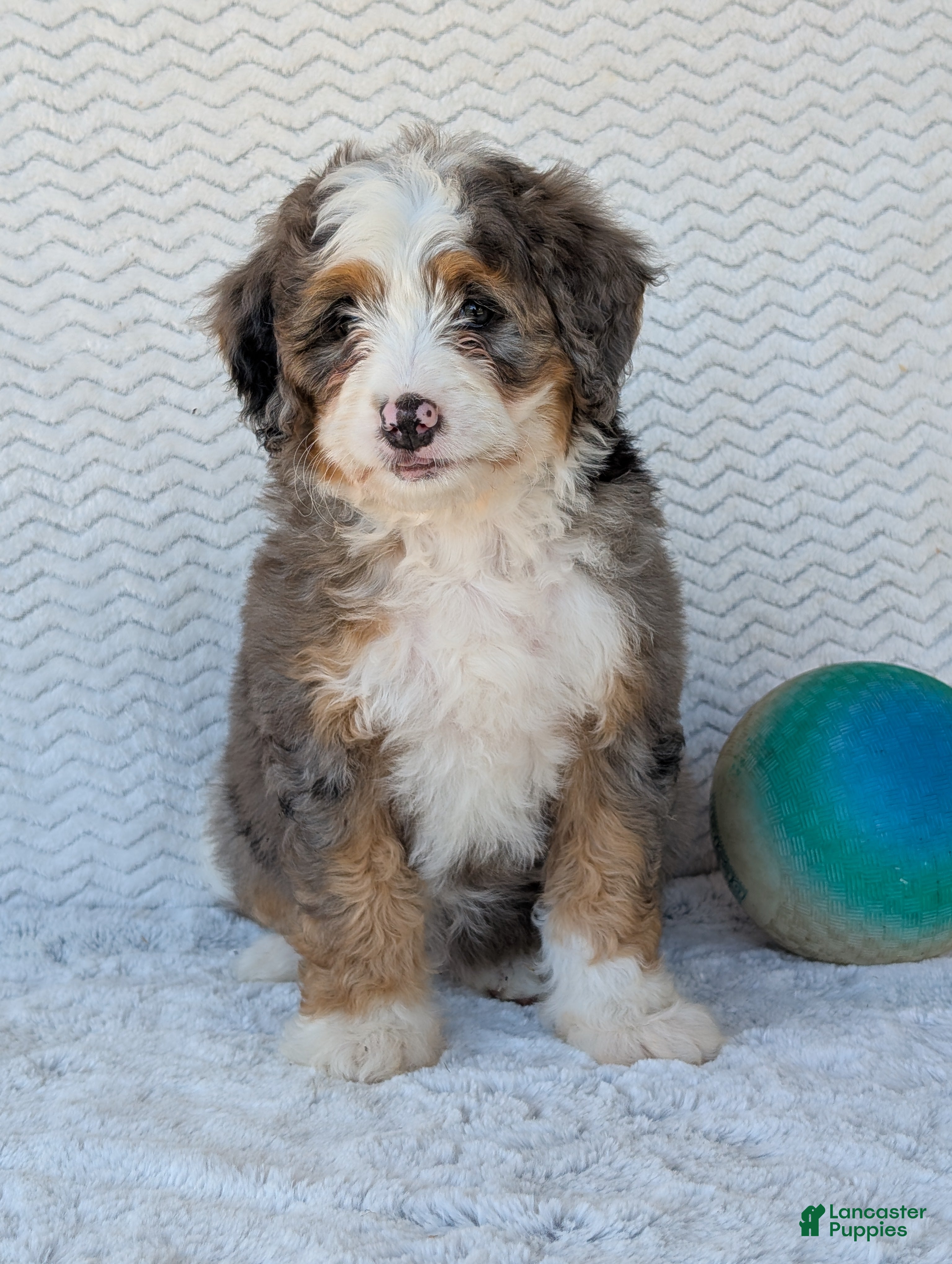 Full Grown Merle Labradoodle Puppy For Sale Australian Shepherd