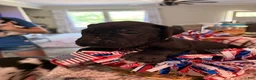 Great Dane dogs for sale: Nikki Sixx - Ad 2