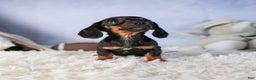 Miniature Dachshund dogs for sale: Cocoa - Ad 11