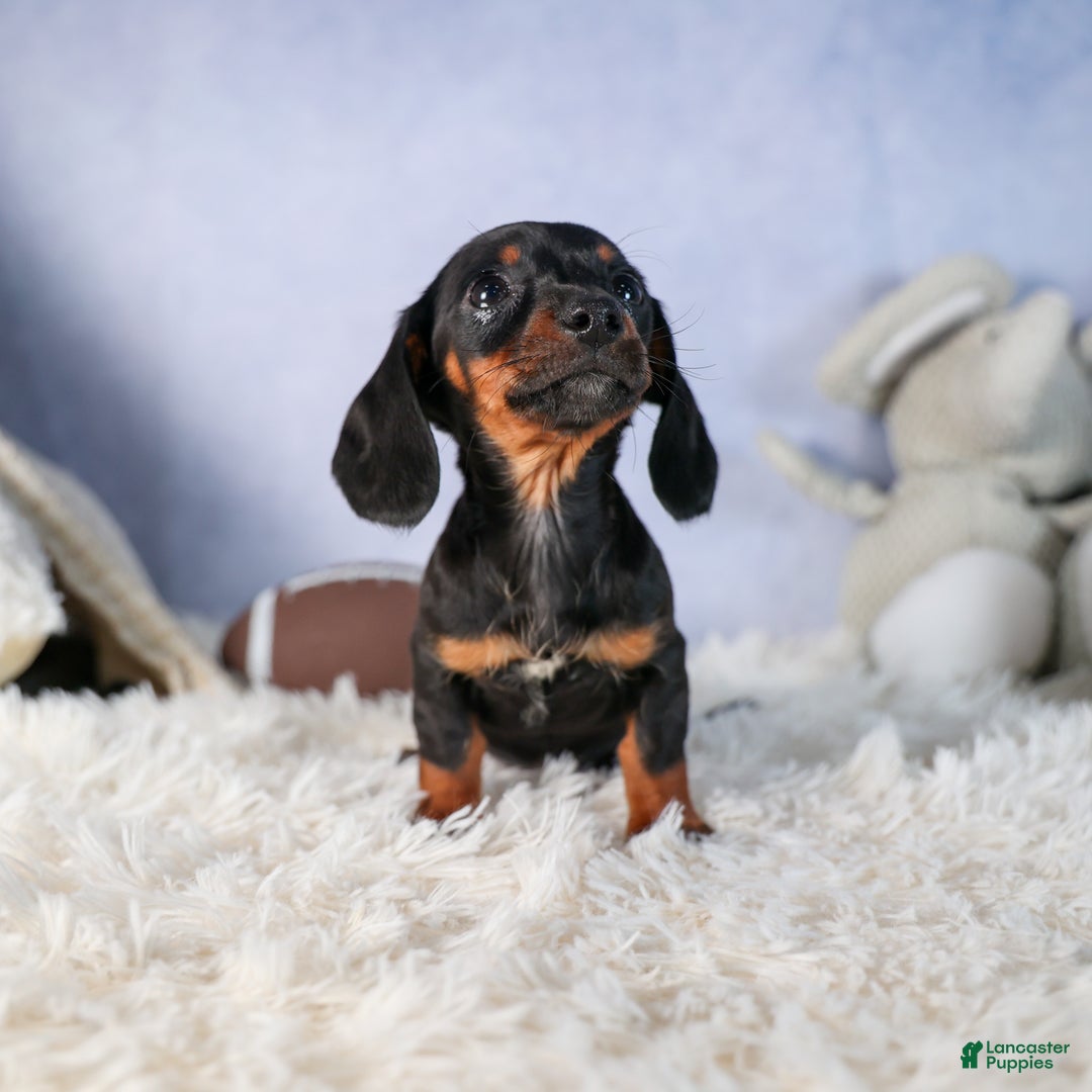 Miniature Dachshund dogs for sale: Cocoa - Ad 11