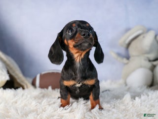 Miniature Dachshund dogs Cocoa - Ad 4