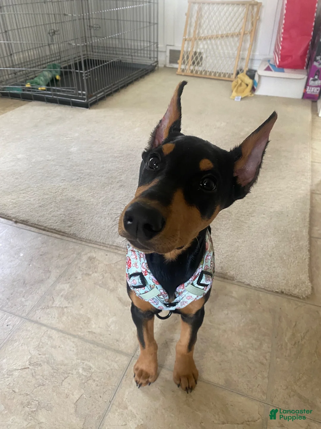 Doberman Pinscher dogs for sale: Doberman Pinscher 1 - Ad 4