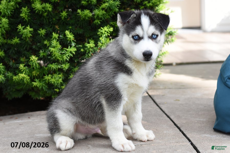 Siberian Husky dogs Grizz - Ad 2
