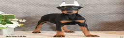 Doberman Pinscher dogs for sale: Zara - Ad 2