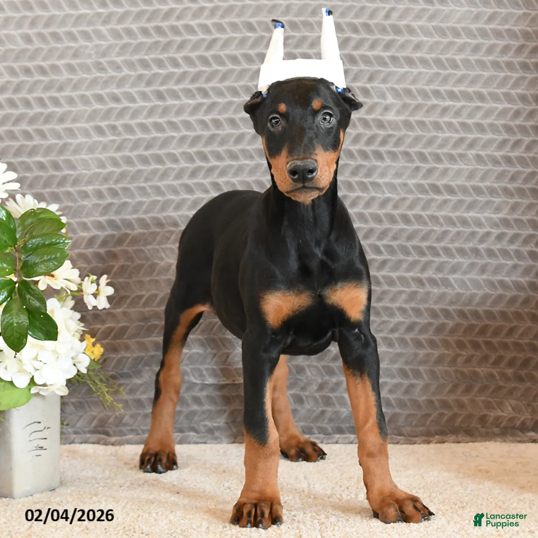 Doberman Pinscher dogs for sale: Zara - Ad 2