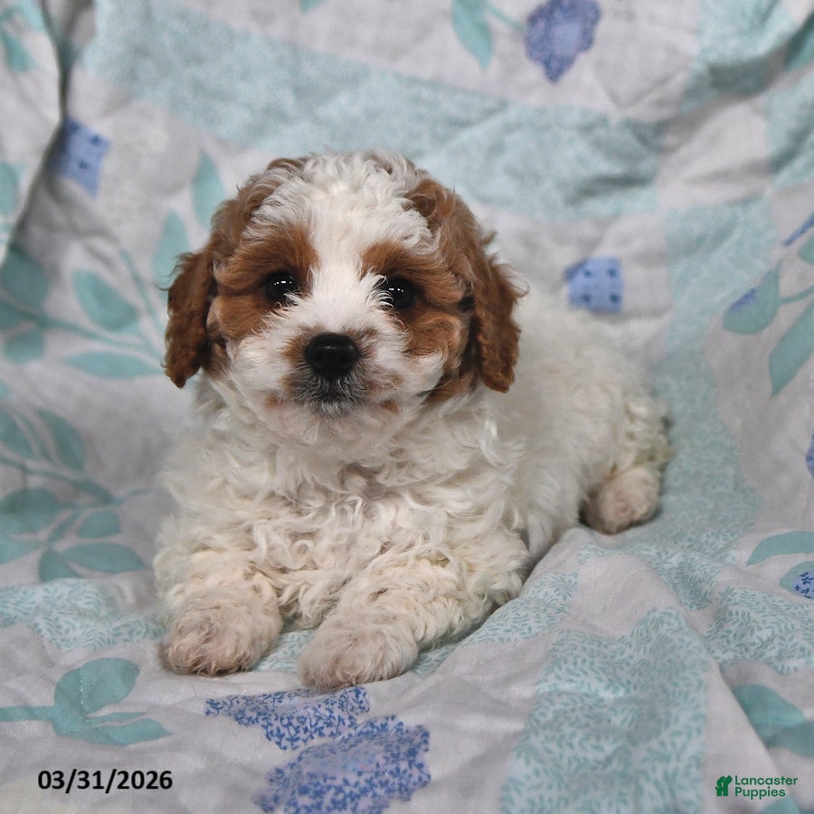 Cavapoo dogs Prince   - Ad 2