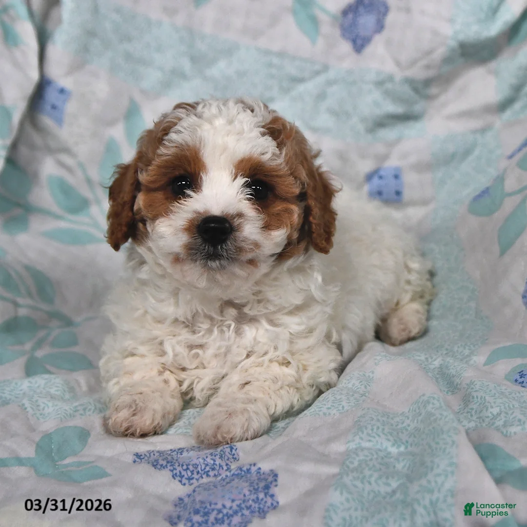Cavapoo dogs for sale: Prince   - Ad 2