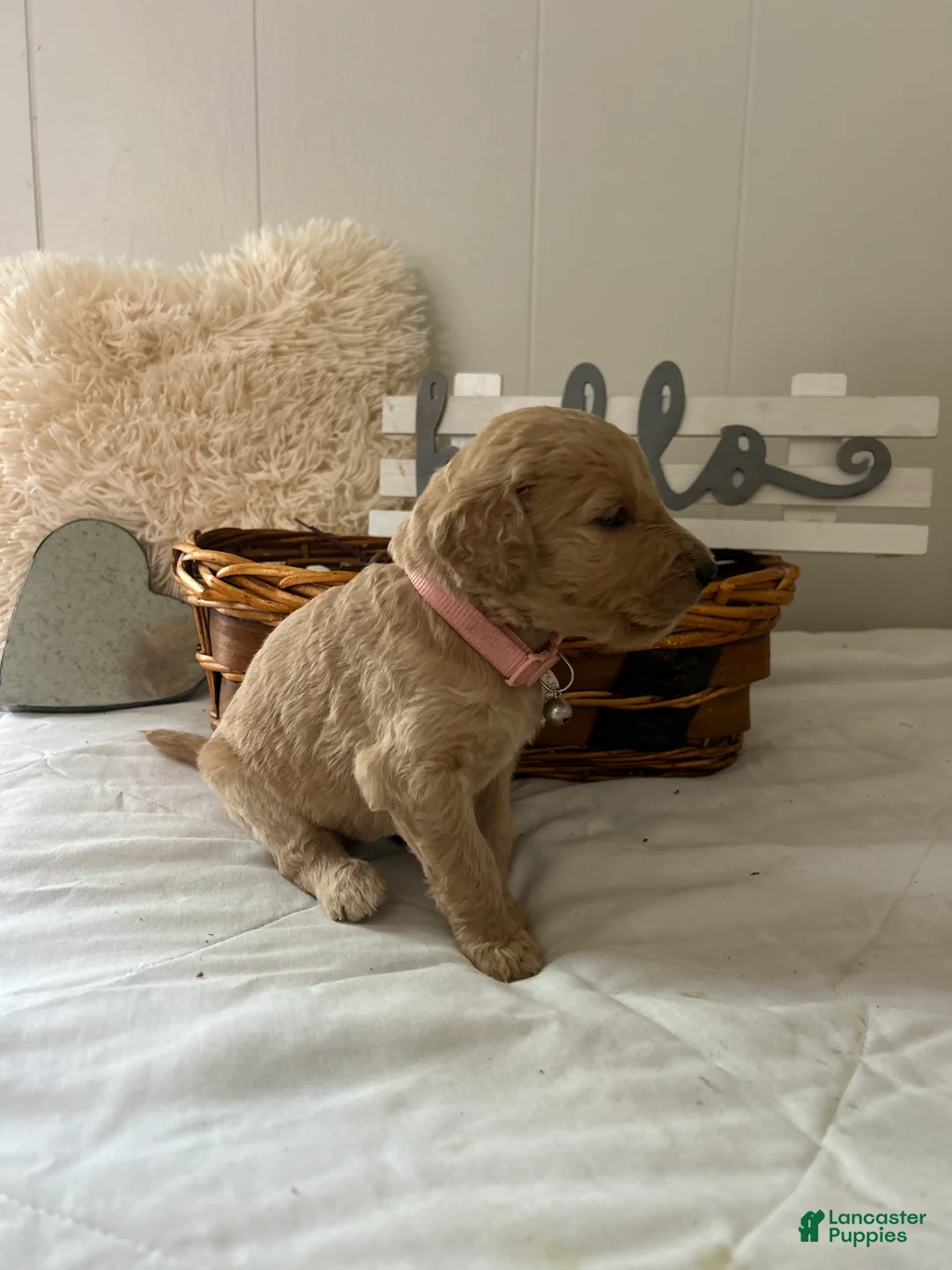 Goldendoodle dogs for sale: Goldendoodle Puppy 7 - Ad 2