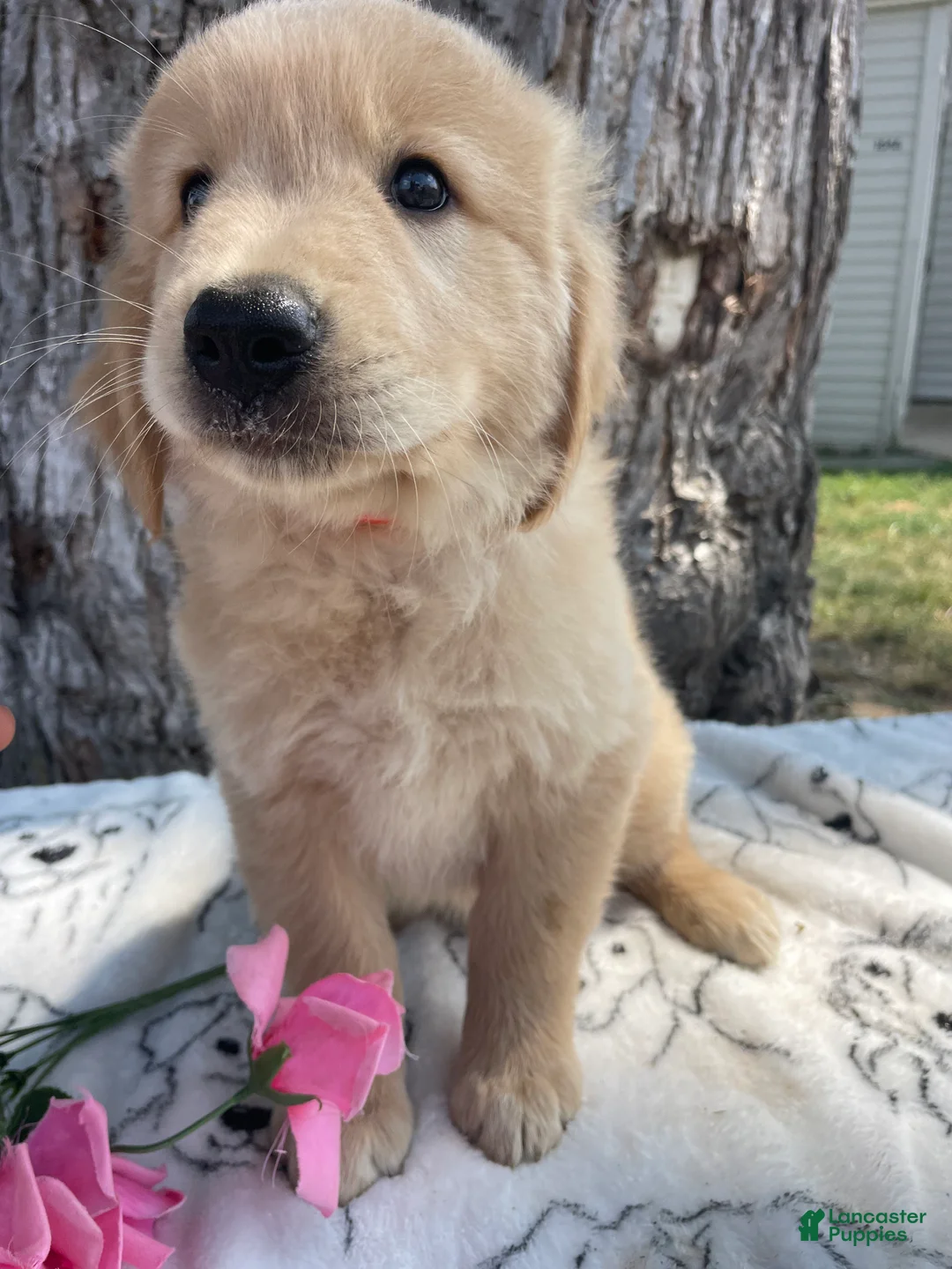 Mixed Breed dogs for sale: Dwight - Ad 1