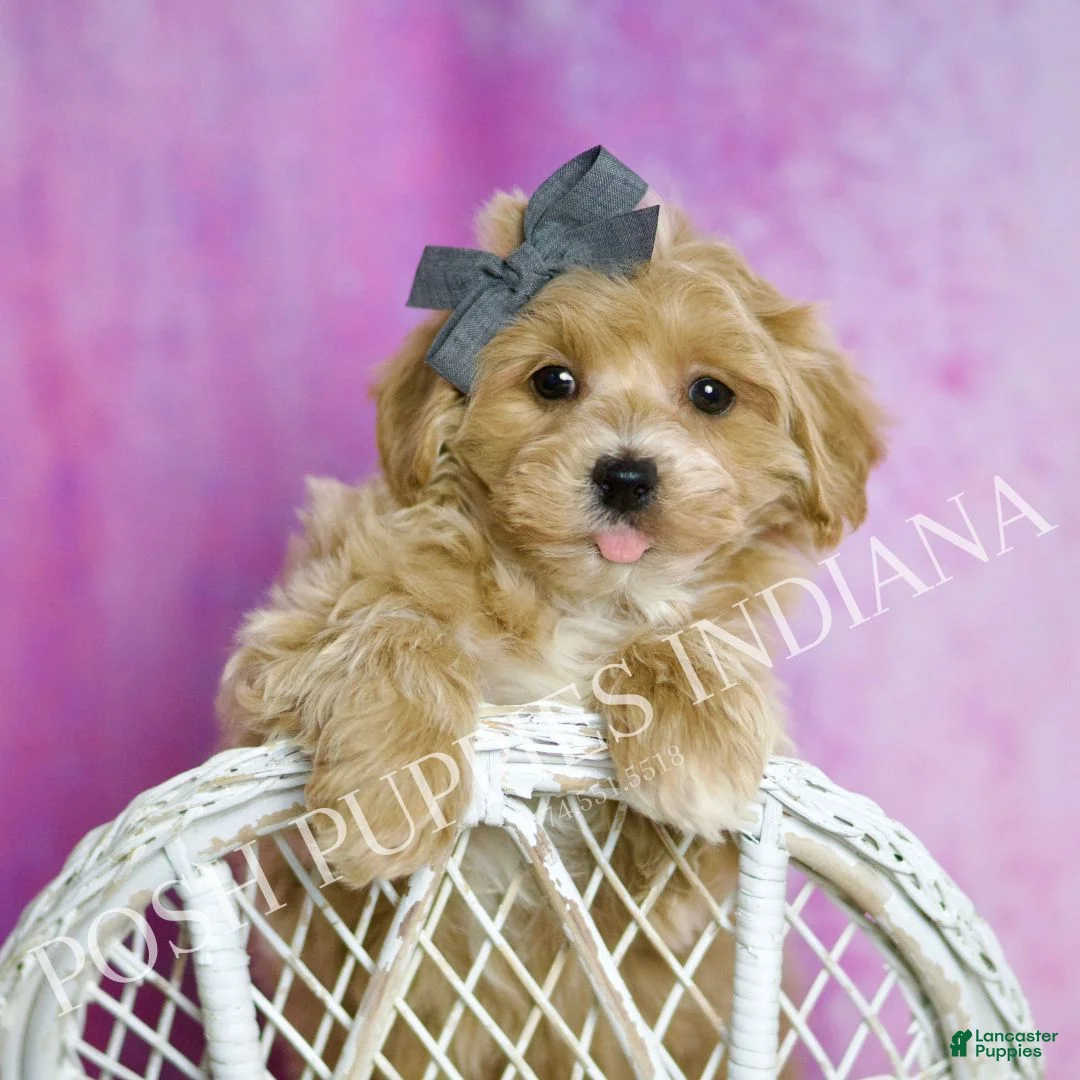 Maltipoo dogs for sale: Red - Ad 1