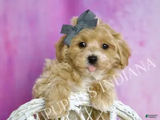 Maltipoo dogs Red - Ad 2