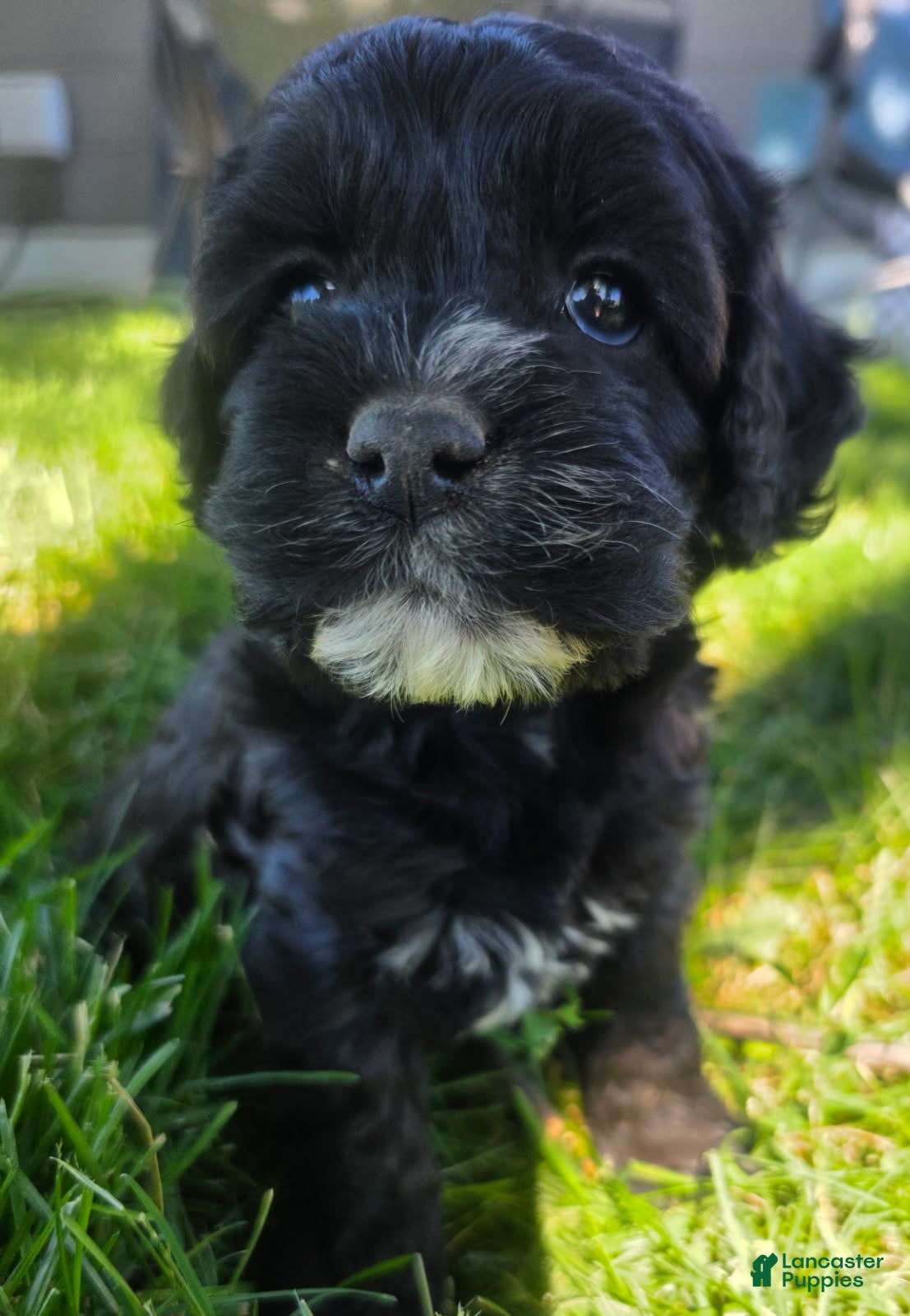 Cockapoo dogs Black Girl #2 - Ad 14
