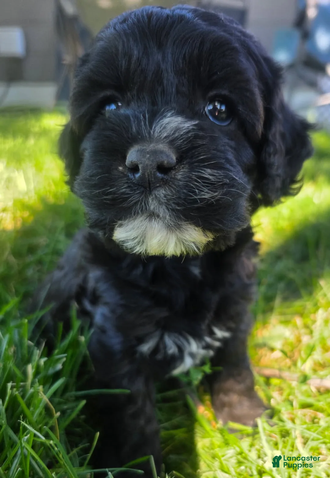 Cockapoo dogs for sale: Black Girl #2 - Ad 1