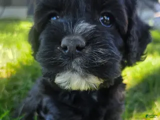 Cockapoo dogs Black Girl #2 - Ad 14