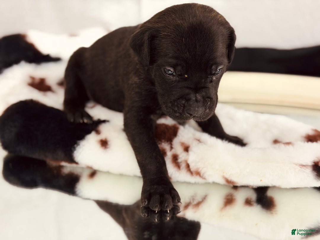 Cane Corso dogs for sale: Athena  - Ad 1