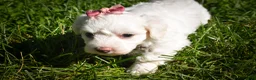 Maltese dogs for sale: Darling🩷 - Ad 9