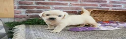 Golden Retriever dogs for sale: Tori - Ad 10