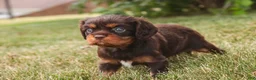 Cavalier King Charles Spaniel dogs for sale: Penelope Cavalier King Charles Spaniel  - Ad 8