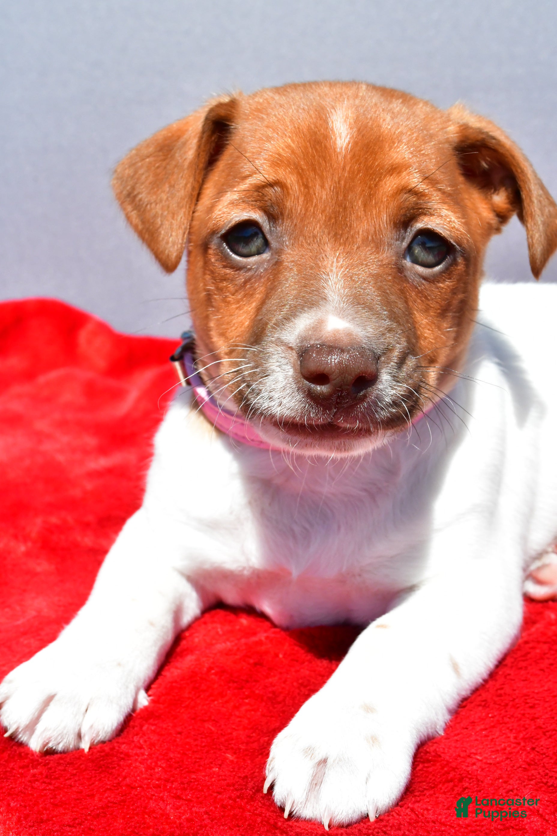 Jack Russell Terrier dogs Lilah - Ad 2