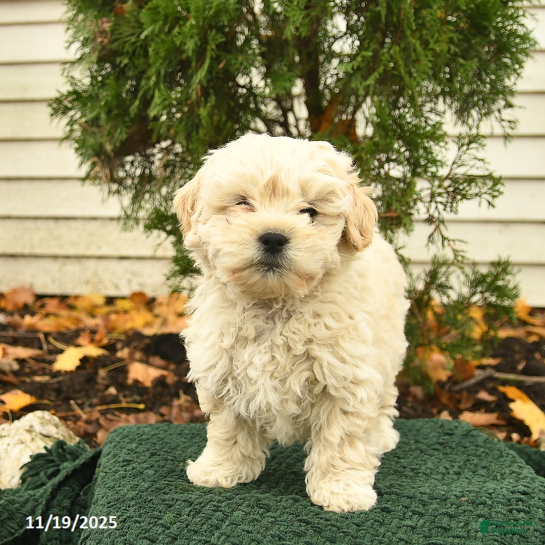 Mixed Breed dogs for sale: Forest  - Ad 4