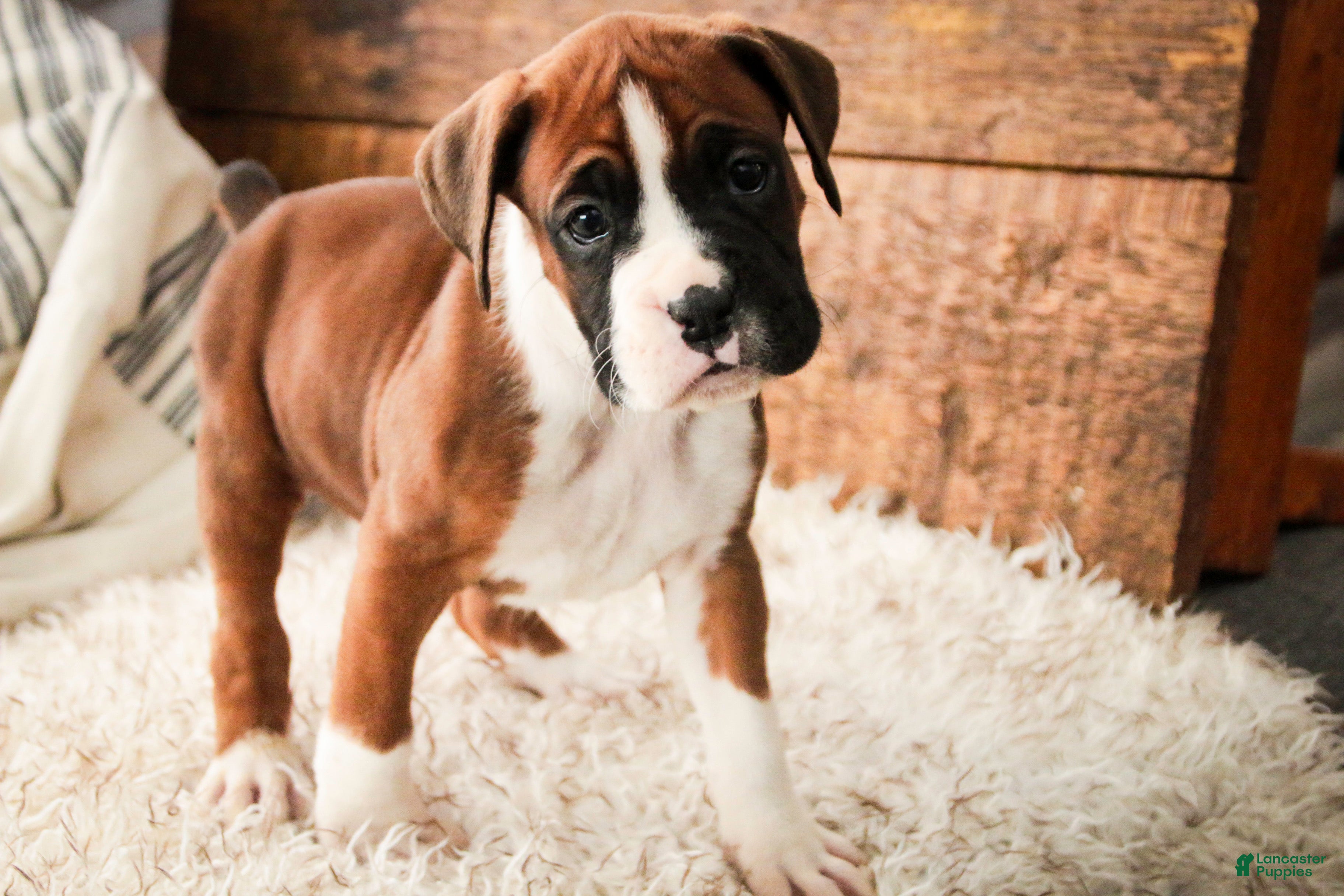 Boxer dogs Cappuccino - Ad 30