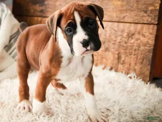 Boxer dogs Cappuccino - Ad 30