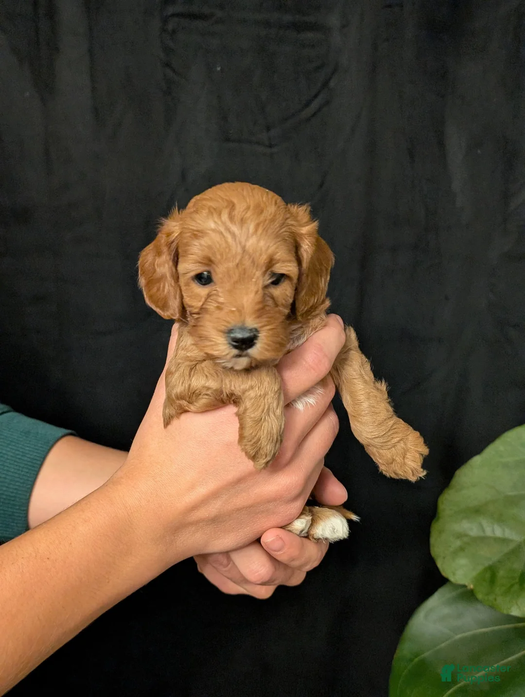 Cavapoo dogs for sale: Storm - Ad 4