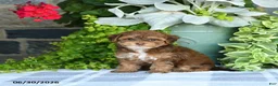 Havapoo dogs for sale: Midge  - Ad 3