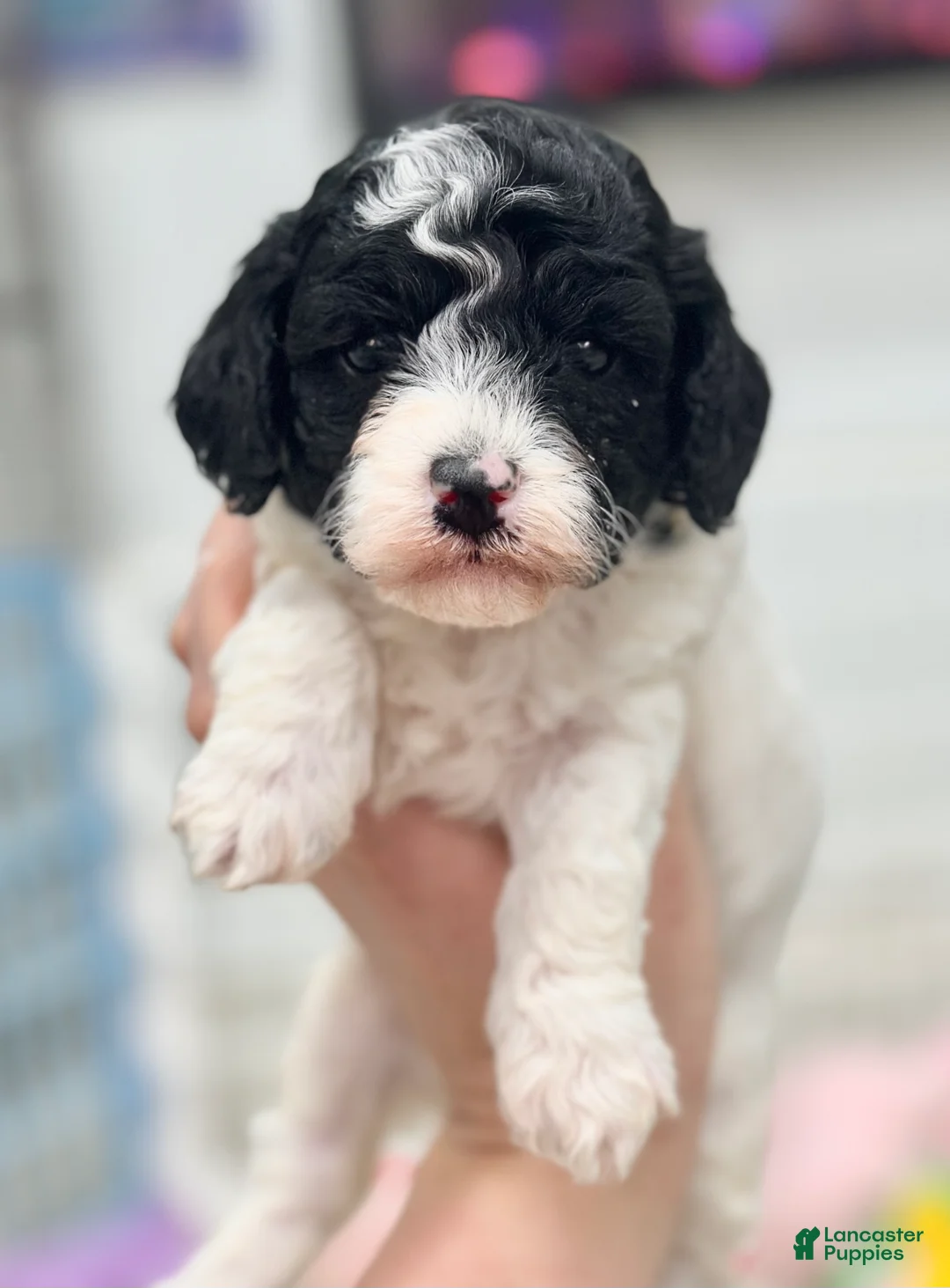 Miniature Poodle dogs for sale: Daisy - Ad 1