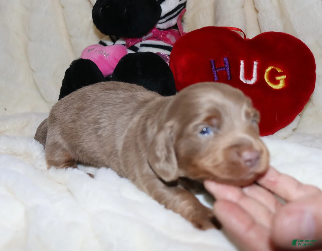 Miniature Dachshund dogs for sale: Isaac - Ad 5