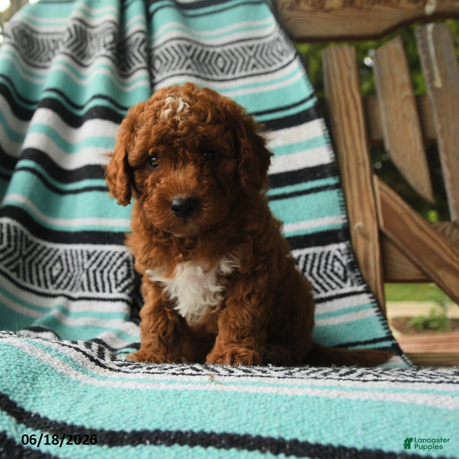 Cavapoo dogs Monty - Ad 2