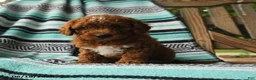 Cavapoo dogs for sale: Monty - Ad 2