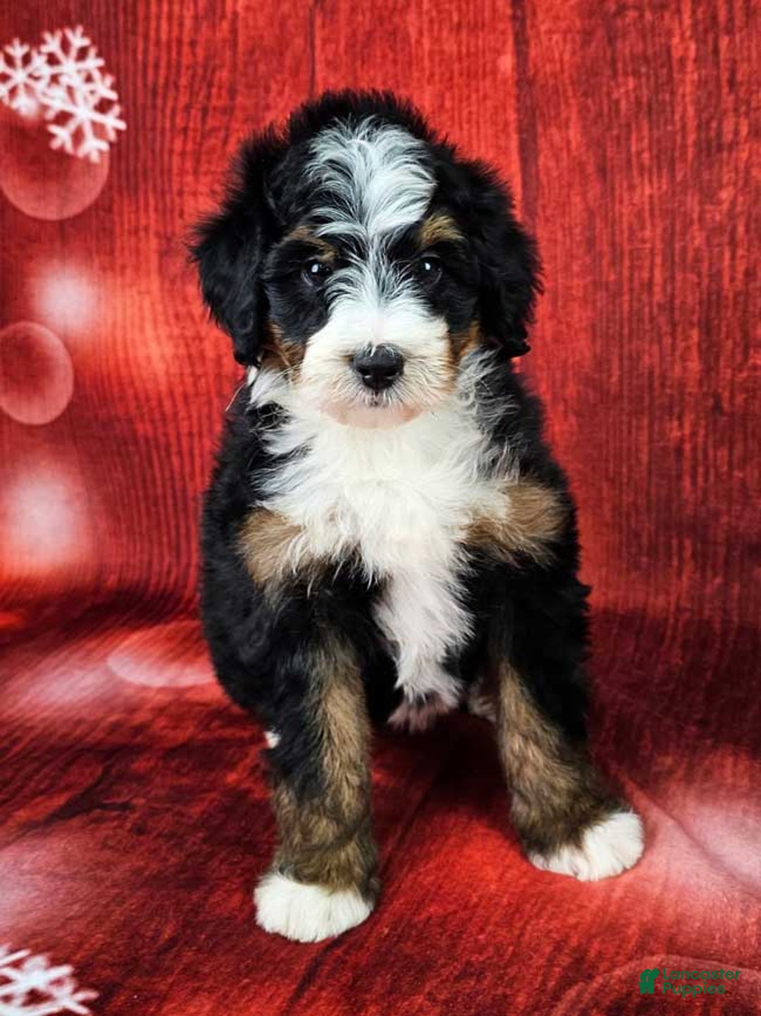 Mini Bernedoodle dogs for sale: Louise - Ad 1