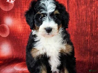 Mini Bernedoodle dogs Louise - Ad 3