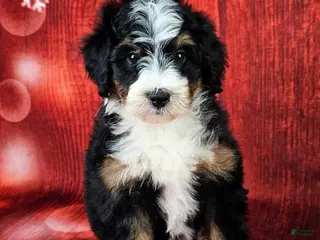 Mini Bernedoodle dogs Louise - Ad 17