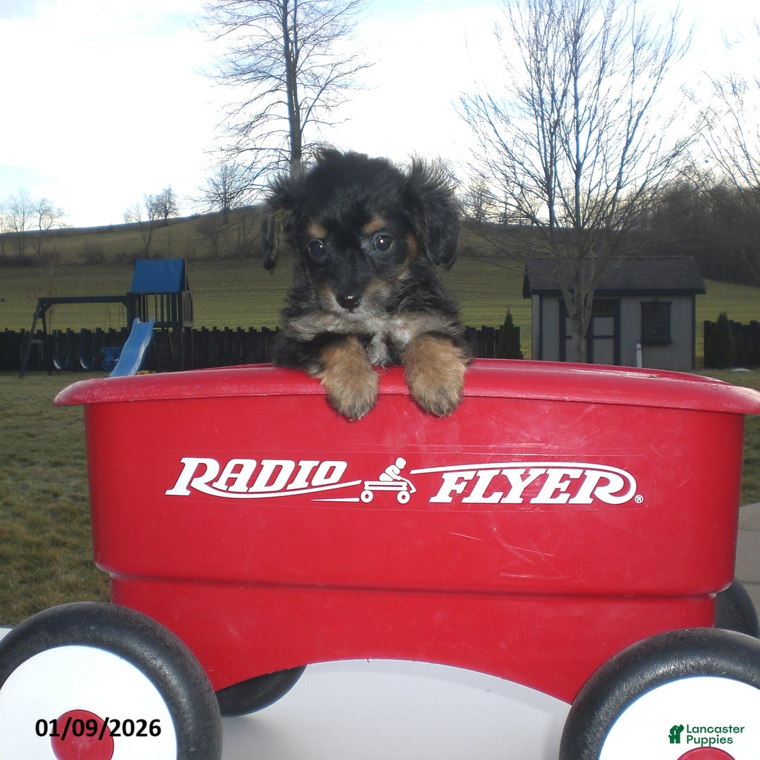 Yorkiepoo dogs for sale: Angie - Ad 9