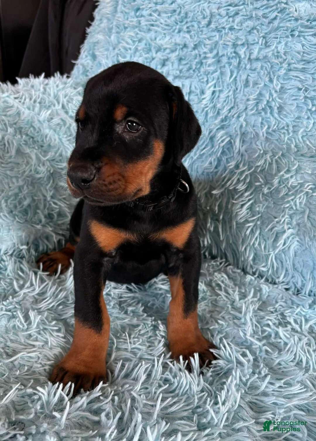 Doberman Pinscher dogs for sale: Male 1 with ear crop - Ad 1