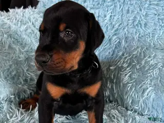 Doberman Pinscher dogs Male 1 with ear crop - Ad 33