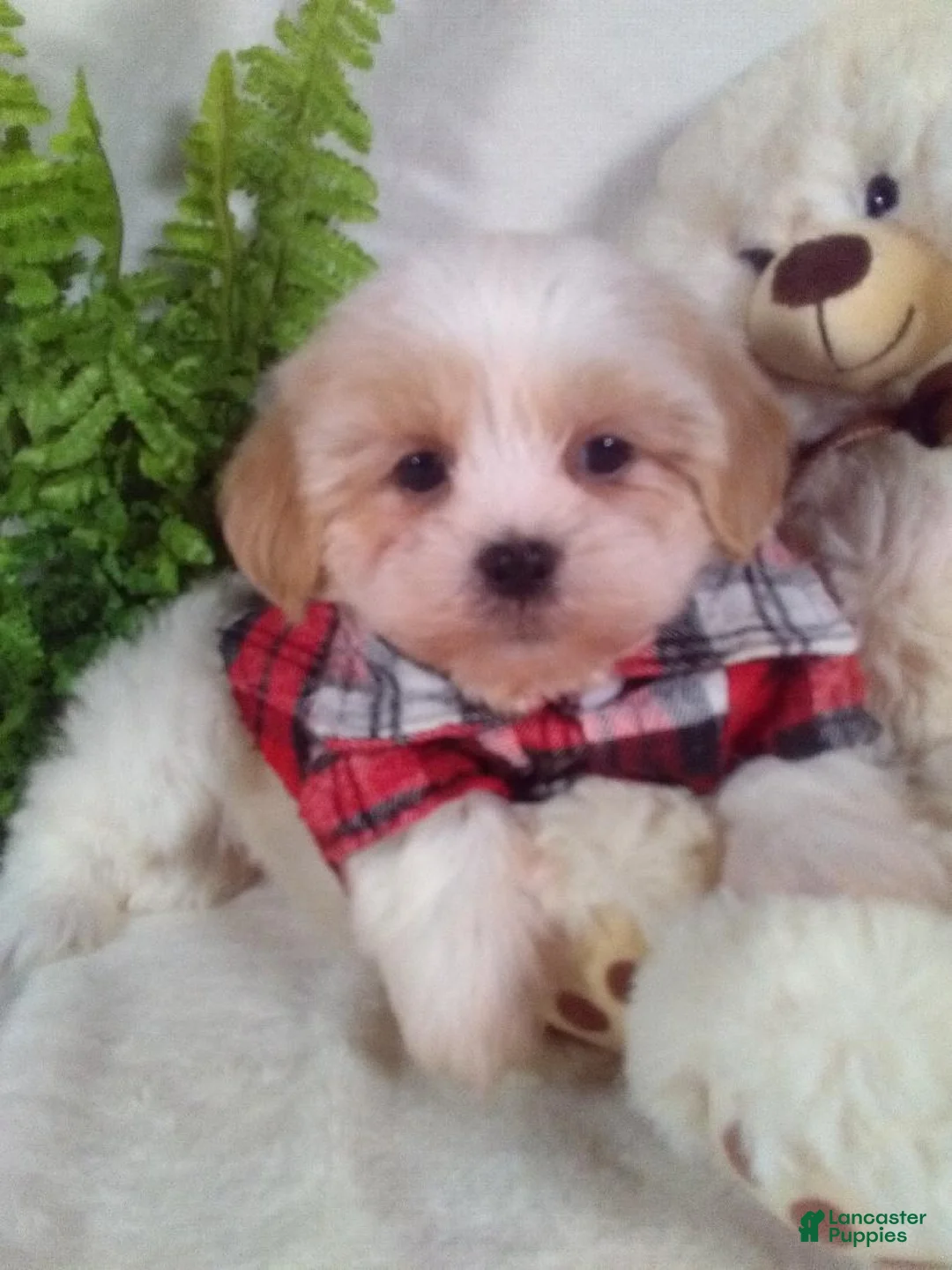 Shihpoo dogs for sale: Hunter - Ad 2