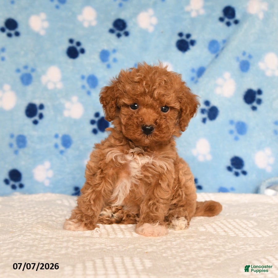 Mixed Breed dogs Brian - Ad 1