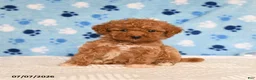 Mixed Breed dogs for sale: Brian - Ad 1
